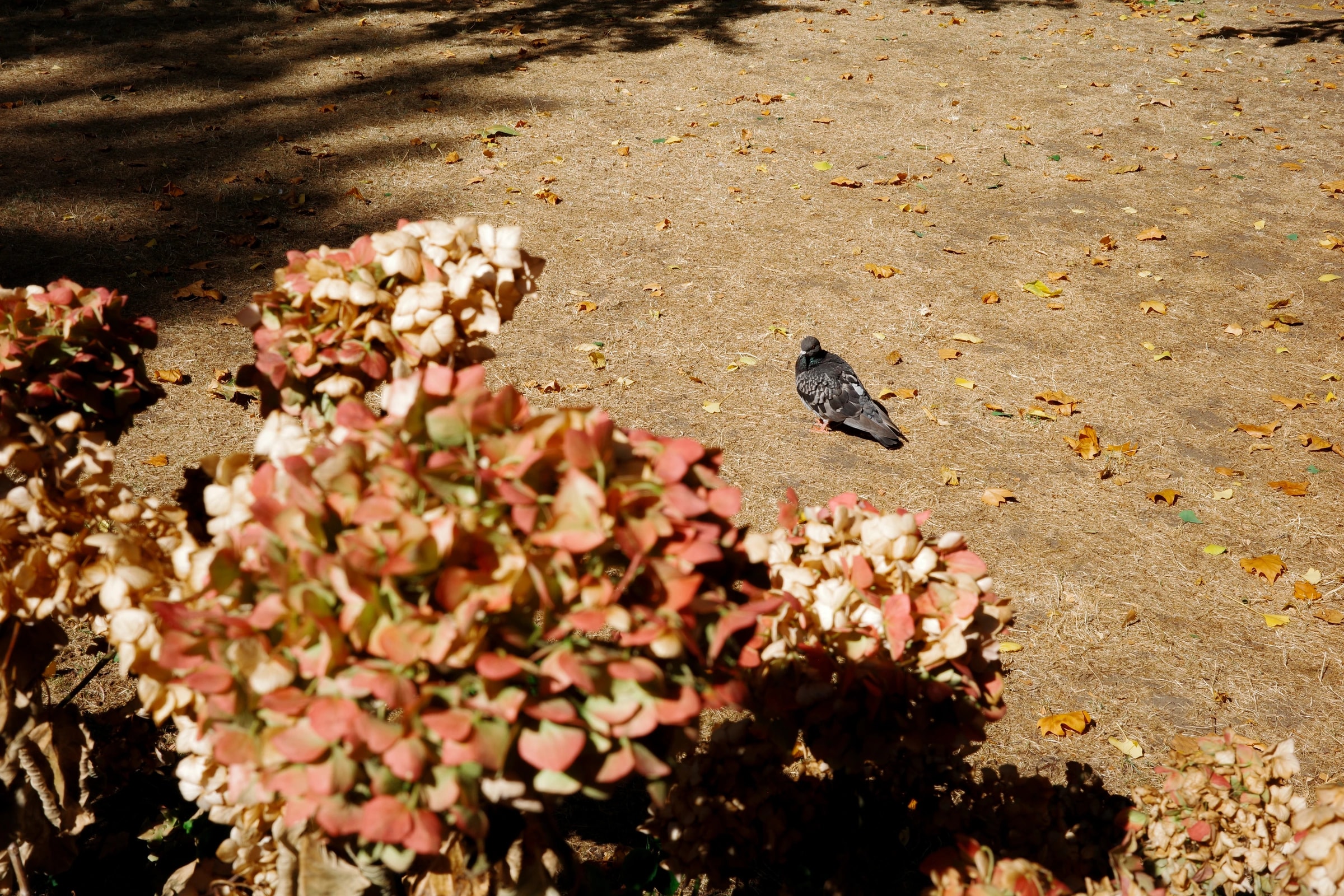A single pigeon on dry ground beside fading hydrangeas