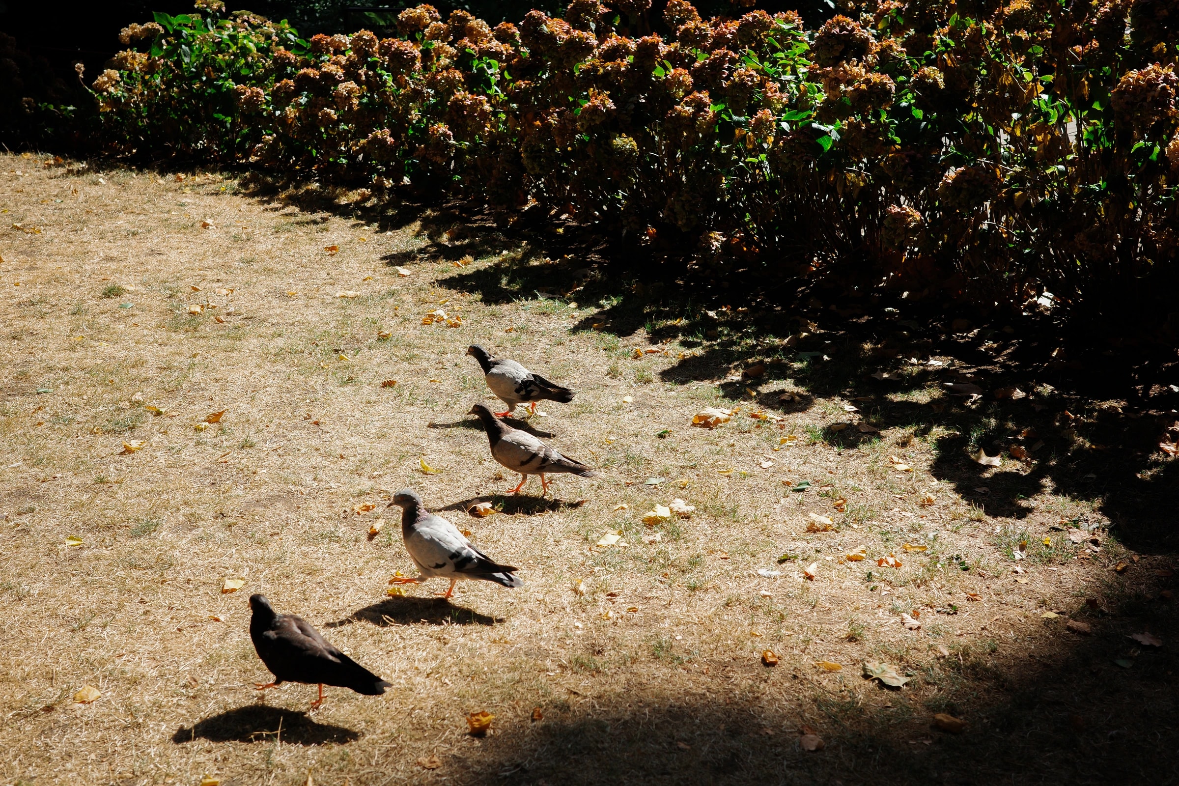 Pigeons walking along the edge of a shadow beside a hedge